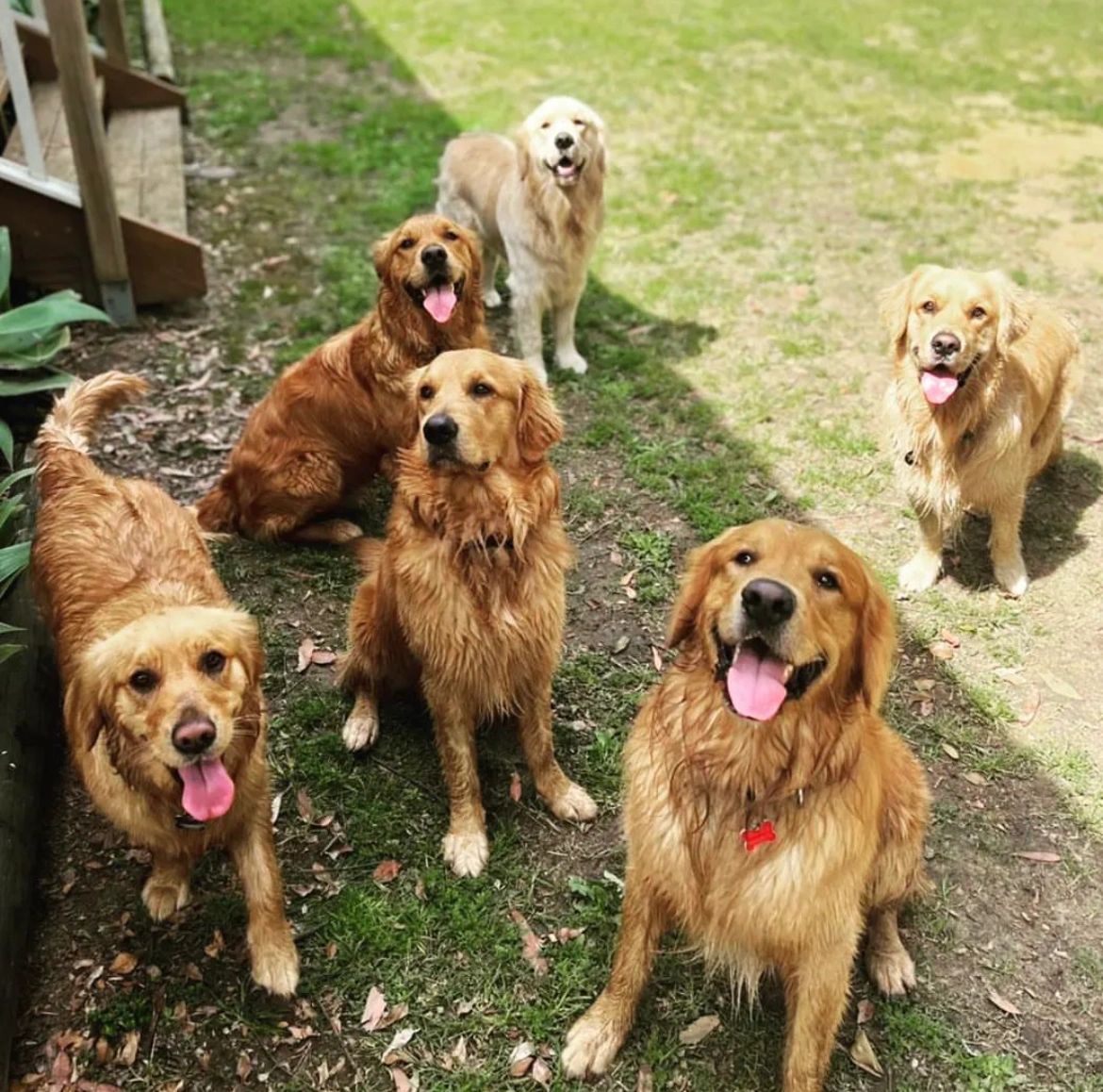 Golden retriever puppies central coast 2025